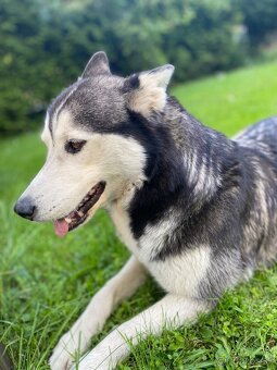 Sibírsky Husky - 6