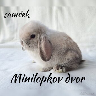 Minilop mláďatká - 6