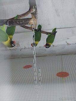 Predám agapornis - 6