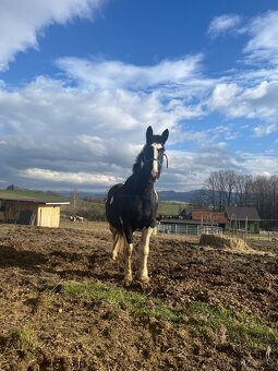 6 letá Barock Pinto - 6