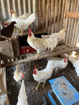 Leghorn - 6