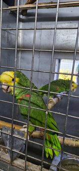 Amazoňan oratrix - 6