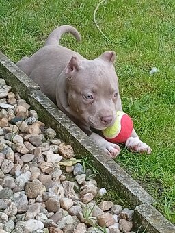 American bully pocket - 6