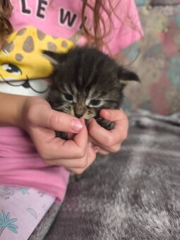 Maine coon - 6