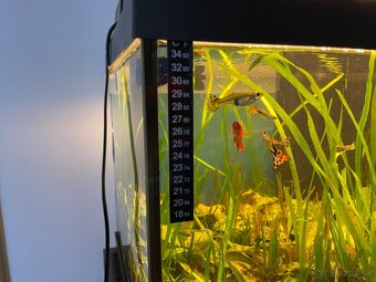 Predám kompletne zariadené 100 litrové akvárium - 6
