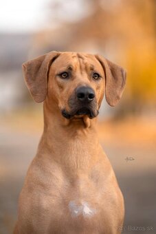 rhodesian ridgeback s PP nestandartni pejsek 🩷 - - 6