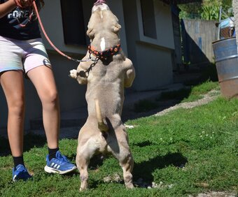 American bully - 6