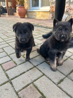 Nemecky ovčiak šteniatka - 6