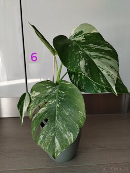 Monstera albo variegata - 6
