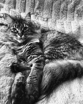 Mamine coon - 6