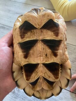 Testudo Marginata - 6