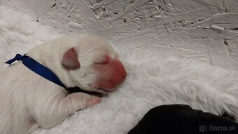 Labrador s PP žlté a čierne šteniatka - 6