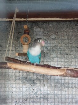 Agapornis fisher - 6