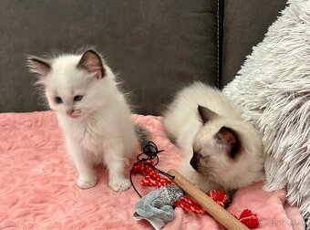 Ragdoll - 6