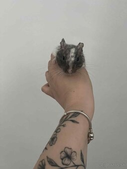 Osmak degu s klietkov - 6
