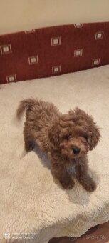 Pudel Trpaslíči - 6