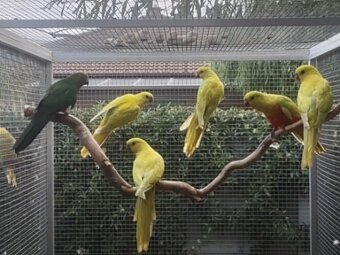 Papagáj Královský žltý predaj - 6