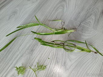 Akvarijné rastliny - 6