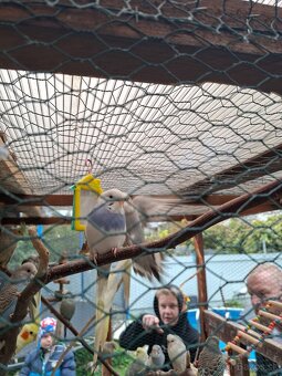 Predam korely a andulky - 6