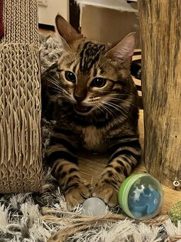 Bengalska mačka - 6