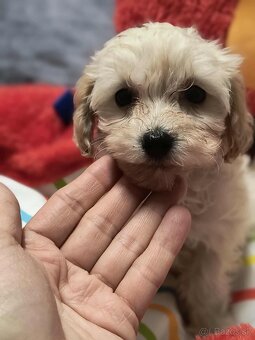 Maltipoo - 6