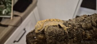 Pagekon riasnaty - 6