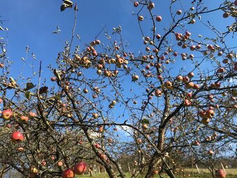 Jablká na kvas, jablkový kvas - 6