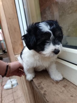 Ponúkam šteniatka - 6