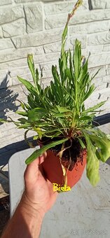 Gaura 3 druhy - od 4.75 - kvitne jún/jeseň - 6
