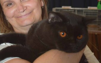 Britské mačiatka s PP - 6