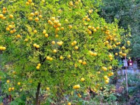 Citrónovníkovec trojlistý - vonku rastúci citrus do -27℃ - 6
