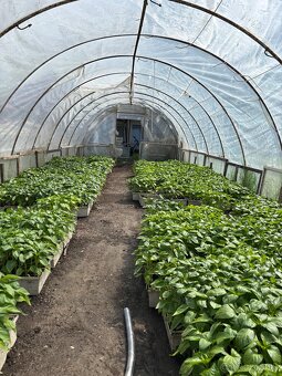 Planty - 6