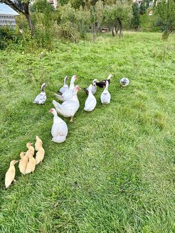 Kačka pižmová - 6