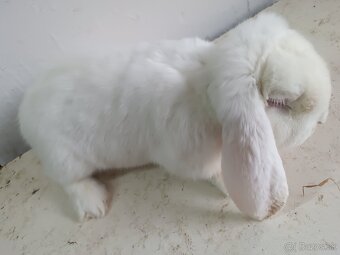 Francúzsky baran - 6