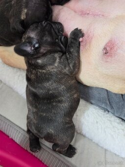 Francúzsky buldoček - 6