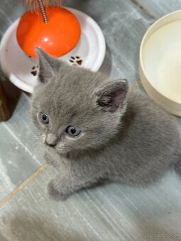 Britské mačiatka - 6