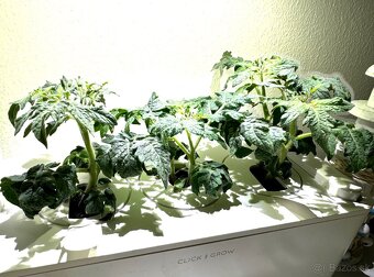 Inteligentný kvetináč Click & Grow Smart Garden 3 (biely) - 6