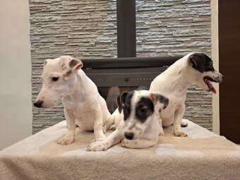 Jack russel terier - 6