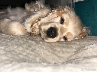 Americký kokerspaniel / kokeršpaniel / koker / kokršpaniel - 6