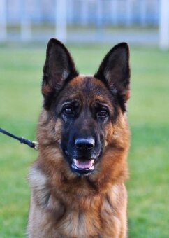 Šteniatka nemeckého ovčiaka typu Rex s PP - 6