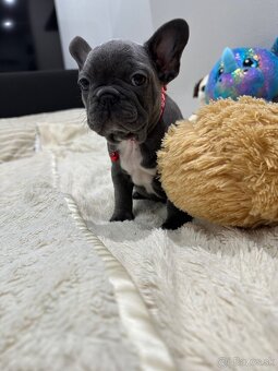 Francúzsky buldoček modré dievčatko - 6