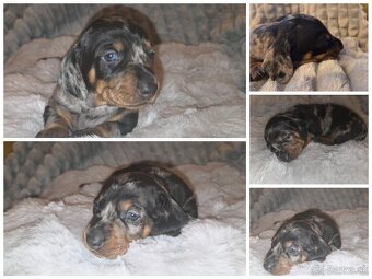 Jazvečík trpasličí šteniatka - 6