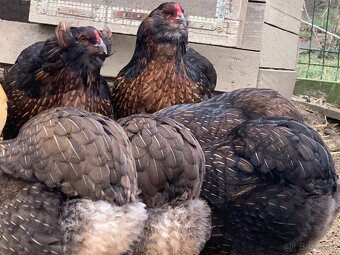 Araucana kuriatka - 6