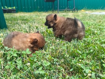 Pomeranian špic oranžovy šteňatá k odberu ihneď. - 6