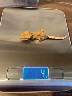 Pagekon riasnaty - 6