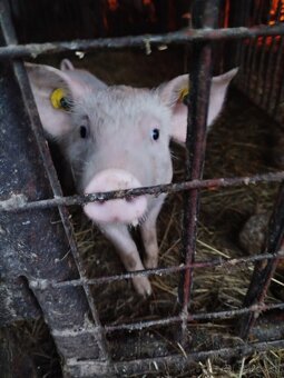 Predám odstavčatá - 6