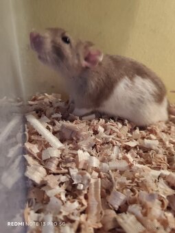 Darujem dospelé Dumbo potkany - 6