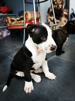 American Bully XL, šteniatka 8 týždňov - 6