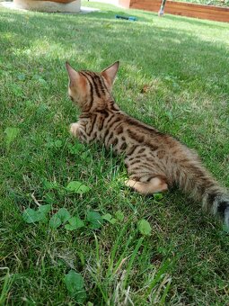bengal bengalska macka bengalske maciatka - 6