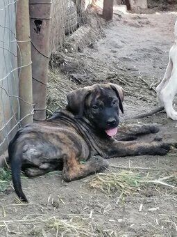 Cane Corso - 6